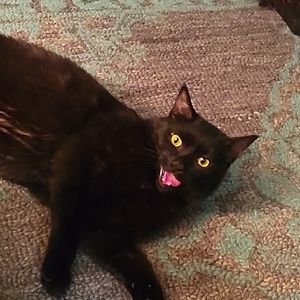 Meet your Posher, Cynthia